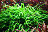 008G ZWS Trident Iron Crown with Suction Lid and Wood Microsorum pteropus 'Trident'